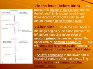 In the fetus (before birth) … the
pressure is higher in right atrium than in
the left and highly oxygenayed blood
flows directly from right atrium to left
atrium through open foramen ovale.
After birth … when the circulation of
the lungs begins & the blood pressure in
left atrium rises ,the upper edge of
septum primum is pressed against the
upper limb of septum secundum…. This
will close the foramen ovale ,forming a
complete partition between the 2 atria.
An oval depression in the lower part of
interatrial septum of right atrium…. The
fossa ovalis is a remnant of the
foramen ovale.
 