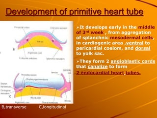 Development of primitive heart tube
It develops early in the middle
of 3rd week , from aggregation
of splanchnic mesodermal cells,
in cardiogenic area ,ventral to
pericardial coelom, and dorsal
to yolk sac.
They form 2 angioblastic cords
that canalize to form
2 endocardial heart tubes.
B,transverse C,longitudinal
 
