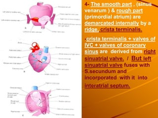4- The smooth part , (sinus
venarum ) & rough part
(primordial atrium) are
demarcated internally by a
ridge, crista terminalis.
-crista terminalis + valves of
IVC + valves of coronary
sinus are derived from right
sinuatrial valve. / But left
sinuatrial valve fuses with
S.secundum and
incorporated with it into
interatrial septum.
 