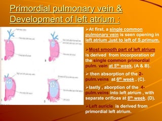 Primordial pulmonary vein &
Development of left atrium :
At first, a single common
pulmonary vein is seen opening in
left atrium ,just to left of S.primum.
Most smooth part of left atrium
is derived from incorporation of
the single common primordial
pulm. vein at 5th week, (A & B).
 then absorption of the 2-
pulm.veins at 6th week , (C).
lastly , aborption of the 4-
pulm.veins into left atrium , with
separate orifices at 8th week. (D).
Left auricle is derived from
primordial left atrium.
 