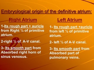 Embryological origin of the definitive atrium:
Right Atrium Left Atrium
1-Its rough part + auricle
from Right ½ of primitive
atrium.
2-right ½ of A-V canal.
3- Its smooth part from
Absorbed right horn of
sinus venosus.
1- Its rough part +auricle
from left ½ of primitive
atrium.
2- left ½ of A-V canal.
3- Its smooth part from
Absorbed part of
pulmonary veins.
 