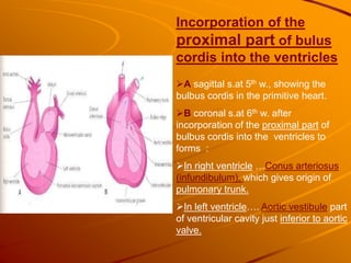 A sagittal s.at 5th w., showing the
bulbus cordis in the primitive heart.
B coronal s.at 6th w. after
incorporation of the proximal part of
bulbus cordis into the ventricles to
forms :
In right ventricle …Conus arteriosus
(infundibulum), which gives origin of
pulmonary trunk.
In left ventricle…. Aortic vestibule part
of ventricular cavity just inferior to aortic
valve.
Incorporation of the
proximal part of bulus
cordis into the ventricles
 
