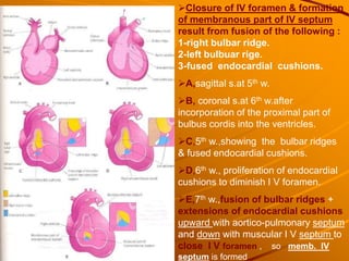 Closure of IV foramen & formation
of membranous part of IV septum
result from fusion of the following :
1-right bulbar ridge.
2-left bulbuar rige.
3-fused endocardial cushions.
A,sagittal s.at 5th w.
B, coronal s.at 6th w.after
incorporation of the proximal part of
bulbus cordis into the ventricles.
C,5th w.,showing the bulbar ridges
& fused endocardial cushions.
D,6th w., proliferation of endocardial
cushions to diminish I V foramen.
E,7th w.,fusion of bulbar ridges +
extensions of endocardial cushions
upward with aortico-pulmonary septum
and down with muscular I V septum to
close I V foramen , so memb. IV
septum is formed
 