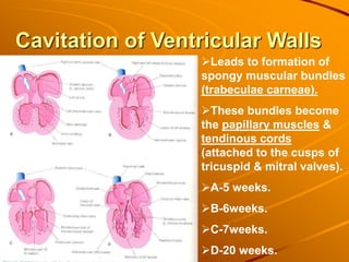 Cavitation of Ventricular Walls
Leads to formation of
spongy muscular bundles
(trabeculae carneae).
These bundles become
the papillary muscles &
tendinous cords
(attached to the cusps of
tricuspid & mitral valves).
A-5 weeks.
B-6weeks.
C-7weeks.
D-20 weeks.
 