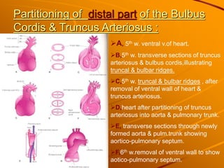 Partitioning of distal part of the Bulbus
Cordis & Truncus Arteriosus :
A, 5th w. ventral v.of heart.
B,5th w. transverse sections of truncus
arteriosus & bulbus cordis,illustrating
truncal & bulbar ridges.
C,5th w. truncal & bulbar ridges , after
removal of ventral wall of heart &
truncus arteriosus.
D,heart after partitioning of truncus
arteriosus into aorta & pulmonary trunk.
E, transverse sections through newly
formed aorta & pulm.trunk showing
aortico-pulmonary septum.
F,6th w.removal of ventral wall to show
aotico-pulmonary septum.
 