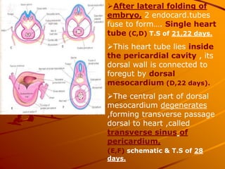 After lateral folding of
embryo, 2 endocard.tubes
fuse to form…. Single heart
tube (C,D) T.S of 21,22 days.
This heart tube lies inside
the pericardial cavity , its
dorsal wall is connected to
foregut by dorsal
mesocardium (D,22 days).
The central part of dorsal
mesocardium degenerates
,forming transverse passage
dorsal to heart ,called
transverse sinus of
pericardium,
(E,F) schematic & T.S of 28
days.
 