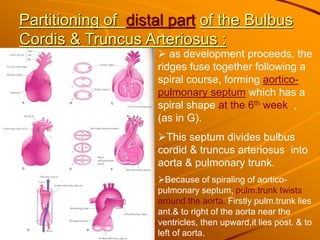 Partitioning of distal part of the Bulbus
Cordis & Truncus Arteriosus :
 as development proceeds, the
ridges fuse together following a
spiral course, forming aortico-
pulmonary septum which has a
spiral shape at the 6th week ,
(as in G).
This septum divides bulbus
cordid & truncus arteriosus into
aorta & pulmonary trunk.
Because of spiraling of aortico-
pulmonary septum, pulm.trunk twists
around the aorta. Firstly pulm.trunk lies
ant.& to right of the aorta near the
ventricles, then upward,it lies post. & to
left of aorta.
 