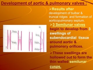 3 Semilunar valves
begin to develop from 3
swellings of
subendocardial tissue
around aortic &
pulmonary orifices.
These swellings are
hollowed out to form the
thin walled semilunar
cusps.
Results after
development of bulbar &
truncal ridges and formation of
aorticopulmonary septum.
Development of aortic & pulmonary valves :
 
