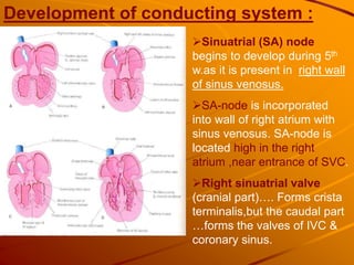 Development of conducting system :
Sinuatrial (SA) node
begins to develop during 5th
w.as it is present in right wall
of sinus venosus.
SA-node is incorporated
into wall of right atrium with
sinus venosus. SA-node is
located high in the right
atrium ,near entrance of SVC.
Right sinuatrial valve
(cranial part)…. Forms crista
terminalis,but the caudal part
…forms the valves of IVC &
coronary sinus.
 