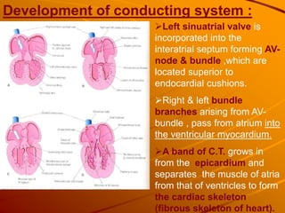 Development of conducting system :
Left sinuatrial valve is
incorporated into the
interatrial septum forming AV-
node & bundle ,which are
located superior to
endocardial cushions.
Right & left bundle
branches arising from AV-
bundle , pass from atrium into
the ventricular myocardium.
A band of C.T. grows in
from the epicardium and
separates the muscle of atria
from that of ventricles to form
the cardiac skeleton
(fibrous skeleton of heart).
 