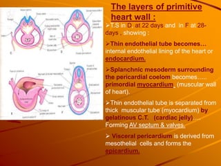 T.S in D, at 22 days and in F at 28-
days , showing :
Thin endothelial tube becomes…
internal endothelial lining of the heart or
endocardium.
Splanchnic mesoderm surrounding
the pericardial coelom becomes…..
primordial myocardium (muscular wall
of heart).
Thin endothelial tube is separated from
thick muscular tube (myocardium) by
gelatinous C.T. (cardiac jelly)….
Forming AV septum & valves.
 Visceral pericardium is derived from
mesothelial cells and forms the
epicardium.
The layers of primitive
heart wall :
 
