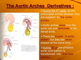 The Aortic Arches Derivatives :
During the 4th week, as the
pharyngeal arches develop, they
are supplied by the aortic
arches.
Aortic arches arise from the
aortic sac and terminate in the
dorsal aorta.
There are 6 pairs of aortic
arches, but they are never
present at the same time.
During 8th w.,the primitive
aortic arch pattern is
transformed into final fetal
arteries.
 