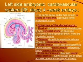 Left side embryonic cardiovascular
system (26 days) 4 –week embryo :
The paired dorsal aortae fuse to form a
single dorsal aorta, just caudal to the
pharyngeal arches.
Branches of the dorsal aorta :
1- Cervical dorsal intersegmental arteies join
to form vertebral artery on each side
(7th cervical intersegmental artery forms the
subclavian artery).
2- Thoracic dorsal intersegmental arteries
persist as intercostal arteries.
3- in the lumbar region, they persist forming
lumbar arteries, but 5th lumbar enlarge and
forms common iliac artery.
4- in the sacral region, they form lateral
sacral arteries , but the caudal end of dorsal
aorta becomes the median sacral artery.
 
