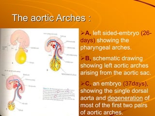 The aortic Arches :
A, left sided-embryo (26-
days) showing the
pharyngeal arches.
B, schematic drawing
showing left aortic arches
arising from the aortic sac.
C, an embryo (37days),
showing the single dorsal
aorta and degeneration of
most of the first two pairs
of aortic arches.
 