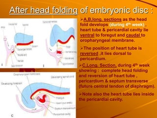 After head folding of embryonic disc :
A,B,long. sections as the head
fold develops (during 4th week) ,
heart tube & pericardial cavity lie
ventral to foregut and caudal to
oropharyngeal membrane.
The position of heart tube is
reversed ,it lies dorsal to
pericardium.
C,Long. Section, during 4th week
showing : complete head folding
and reversion of heart tube ,
pericardium & septum transverse
(future central tendon of diaphragm).
Note also the heart tube lies inside
the pericardial cavity.
 