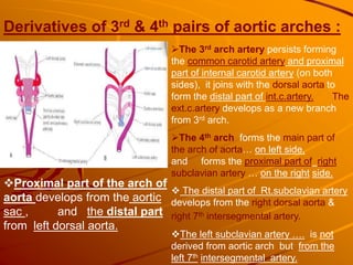 Derivatives of 3rd & 4th pairs of aortic arches :
The 3rd arch artery persists forming
the common carotid artery and proximal
part of internal carotid artery (on both
sides), it joins with the dorsal aorta to
form the distal part of int.c.artery. The
ext.c.artery develops as a new branch
from 3rd arch.
The 4th arch forms the main part of
the arch of aorta… on left side,
and forms the proximal part of right
subclavian artery … on the right side.
 The distal part of Rt.subclavian artery
develops from the right dorsal aorta &
right 7th intersegmental artery.
The left subclavian artery …. is not
derived from aortic arch but from the
left 7th intersegmental artery.
Proximal part of the arch of
aorta develops from the aortic
sac , and the distal part
from left dorsal aorta.
 