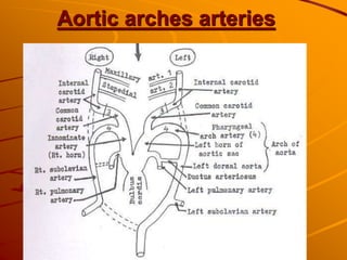 Aortic arches arteries
 