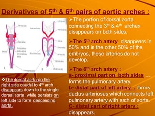 Derivatives of 5th & 6th pairs of aortic arches :
The portion of dorsal aorta
connecting the 3rd & 4th arches
disappears on both sides.
The 5th arch artery disappears in
50% and in the other 50% of the
embryos, these arteries do not
develop.
The 6th arch artery :
a- proximal part on both sides …
forms the pulmonary artery.
b- distal part of left artery : forms
ductus arteriosus which connects left
pulmonary artery with arch of aorta.
C- distal part of right artery :
disappears.
The dorsal aorta on the
right side caudal to 4th arch
disappears down to the single
dorsal aorta, while persists on
left side to form descending
aorta.
 