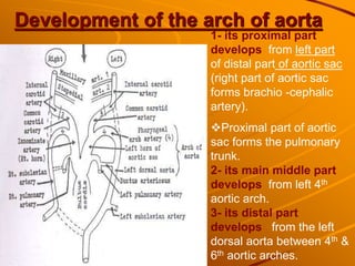 Development of the arch of aorta
1- its proximal part
develops from left part
of distal part of aortic sac
(right part of aortic sac
forms brachio -cephalic
artery).
Proximal part of aortic
sac forms the pulmonary
trunk.
2- its main middle part
develops from left 4th
aortic arch.
3- its distal part
develops from the left
dorsal aorta between 4th &
6th aortic arches.
 