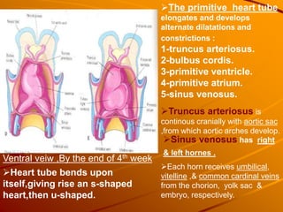 The primitive heart tube
elongates and develops
alternate dilatations and
constrictions :
1-truncus arteriosus.
2-bulbus cordis.
3-primitive ventricle.
4-primitive atrium.
5-sinus venosus.
Truncus arteriosus is
continous cranially with aortic sac
,from which aortic arches develop.
Ventral veiw ,By the end of 4th week
Heart tube bends upon
itself,giving rise an s-shaped
heart,then u-shaped.
Sinus venosus has right
& left hornes .
Each horn receives umbilical,
vitelline ,& common cardinal veins
from the chorion, yolk sac &
embryo, respectively.
 
