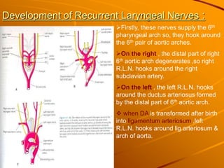 Development of Recurrent Laryngeal Nerves :
Firstly, these nerves supply the 6th
pharyngeal arch so, they hook around
the 6th pair of aortic arches.
On the right , the distal part of right
6th aortic arch degenerates ,so right
R.L.N. hooks around the right
subclavian artery.
On the left , the left R.L.N. hooks
around the ductus arteriosus formed
by the distal part of 6th aortic arch.
 when DA is transformed after birth
into ligamentum arteriosum ,left
R.L.N. hooks around lig.arteriosum &
arch of aorta.
 