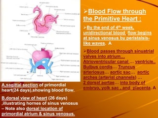 Blood Flow through
the Primitive Heart :
By the end of 4th week,
unidirectional blood flow begins
at sinus venosus by peristalsis-
like waves. A
Blood passes through sinuatrial
valves into atrium…
Atrioventricular canal … ventricle..
Bulbus cordis… Truncus
arteriosus… aortic sac… aortic
arches (arterial channels) …
2 dorsal aortae… into body of
embryo, yolk sac , and placenta. A
A,sagittal section of primordial
heart(24 days),showing blood flow.
B,dorsal view of heart (26 days)
,illustrating hornes of sinus venosus
– Note also dorsal location of
primordial atrium & sinus venosus.
 