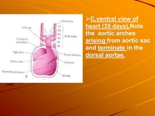 C,ventral view of
heart (35 days),Note
the aortic arches
arising from aortic sac
and terminate in the
dorsal aortae.
 