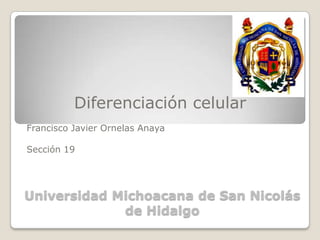 Diferenciación celular
Francisco Javier Ornelas Anaya

Sección 19




Universidad Michoacana de San Nicolás
             de Hidalgo
 
