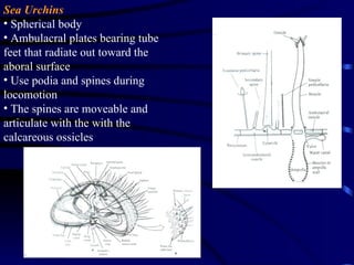 Sea Urchins
• Spherical body
• Ambulacral plates bearing tube
feet that radiate out toward the
aboral surface
• Use podia and spines during
locomotion
• The spines are moveable and
articulate with the with the
calcareous ossicles
 
