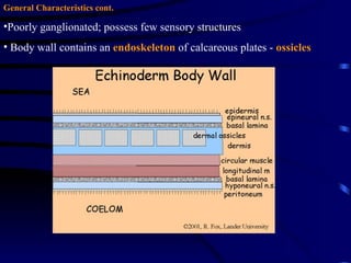 General Characteristics cont.

•Poorly ganglionated; possess few sensory structures
• Body wall contains an endoskeleton of calcareous plates - ossicles
 