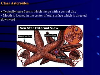 Class Asteroidea

• Typically have 5 arms which merge with a central disc
• Mouth is located in the center of oral surface which is directed
downward
 
