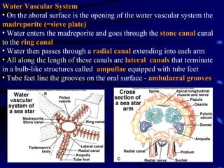 Water Vascular System
• On the aboral surface is the opening of the water vascular system the
madreporite (=sieve plate)
• Water enters the madreporite and goes through the stone canal canal
to the ring canal
• Water then passes through a radial canal extending into each arm
• All along the length of these canals are lateral canals that terminate
in a bulb-like structures called ampullae equipped with tube feet
• Tube feet line the grooves on the oral surface - ambulacral grooves
 
