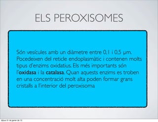 ELS PEROXISOMES

                 Són vesícules amb un diàmetre entre 0,1 i 0,5 µm.
                 Pocedeixen del reticle endoplasmàtic i contenen molts
                 tipus d’enzims oxidatius. Els més importants són
                 l’oxidasa i la catalasa. Quan aquests enzims es troben
                 en una concentració molt alta poden formar grans
                 cristalls a l’interior del peroxisoma




dijous 31 de gener de 13
 