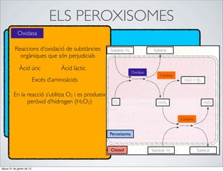 ELS PEROXISOMES
            Oxidasa

          Reaccions d’oxidació de substàncies        Substrat- H2              Substrat
            orgàniques que són perjudicials

              Àcid úric               Àcid làctic
                                                                    Oxidasa
                                                                                   Catalasa
                           Excés d’aminoàcids                                                   H2O + O2


         En la reacció s’utilitza O2 i es produeix
               peròxid d’hidrogen (H2O2)              O2                          H2O2                       H2O



                                                                                              Catalasa


                                                     Peroxisoma


                                                     Citosol                  Substrat- H2               Substrat



dijous 31 de gener de 13
 