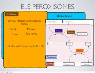 ELS PEROXISOMES
            Catalasa
                                                               Destoxiﬁcació
             El H2O2 reacciona amb substrats   Substrat- H2              Substrat
                         tòxics.

                Etanol         Metanol
                                                              Oxidasa
                                                                             Catalasa
                    Fenols    Àcid fòrmic                                                 H2O + O2




                                                O2                          H2O2                       H2O
         El H2O2 es descompon en H2O i O2
                                                                                        Catalasa


                                               Peroxisoma


                                               Citosol                  Substrat- H2               Substrat



dijous 31 de gener de 13
 