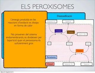 ELS PEROXISOMES
                                                               Destoxiﬁcació
                L’energia produïda en les
                                               Substrat- H2              Substrat
             reaccions d’oxidació es dissipa
                    en forma de calor
                                                              Oxidasa
                                                                             Catalasa
               No provenen del sistema                                                    H2O + O2

          endomembranós, es divideixen per
           bipartició quan el peroxisoma és
                   suﬁcientment gros            O2                          H2O2                       H2O



                                                                                        Catalasa


                                               Peroxisoma


                                               Citosol                  Substrat- H2               Substrat



dijous 31 de gener de 13
 