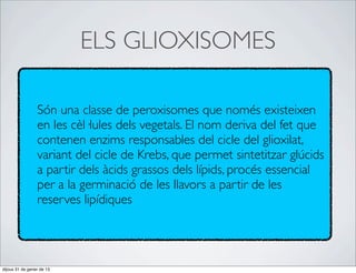 ELS GLIOXISOMES

                 Són una classe de peroxisomes que només existeixen
                 en les cèl·lules dels vegetals. El nom deriva del fet que
                 contenen enzims responsables del cicle del glioxilat,
                 variant del cicle de Krebs, que permet sintetitzar glúcids
                 a partir dels àcids grassos dels lípids, procés essencial
                 per a la germinació de les llavors a partir de les
                 reserves lipídiques




dijous 31 de gener de 13
 