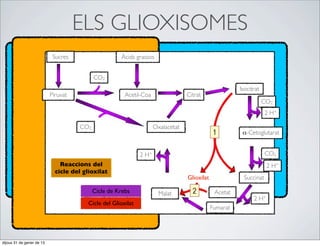 ELS GLIOXISOMES
                            Sucres                    Àcids grassos


                                            CO2
                                                                                                         Isocitrat
                           Piruvat                      Acetil-Coa                 Citrat
                                                                                                                     CO2
                                                                                                                     2 H+

                                      CO2                             Oxalacetat
                                                                                                          α-Cetoglutarat


                                                               2 H+                                                  CO2
                               Reaccions del                                                                          2 H+
                             cicle del glioxilat
                                                                                   Glioxilat              Succinat

                                            Cicle de Krebs              Malat                   Acetat
                                                                                                               2 H+
                                         Cicle del Glioxilat
                                                                                               Fumarat




dijous 31 de gener de 13
 