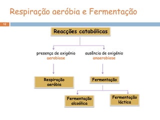 Respiração aeróbia e Fermentação
12


                   Reacções catabólicas



           presença de oxigénio    ausência de oxigénio
                aerobiose              anaerobiose




              Respiração                 Fermentação
               aeróbia


                           Fermentação            Fermentação
                             alcoólica               láctica
 