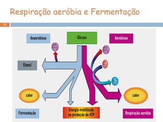 Respiração aeróbia e Fermentação
13
 