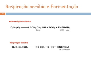 Respiração aeróbia e Fermentação
14
 