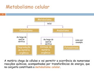Metabolismo celular
2


                              Metabolismo
                                      inclui


                Catabolismo                     Anabolismo

             Ao longo do
               qual se            Ao longo do                  como por
              verifica              qual se                    exemplo
                                   verifica
              Degradação       Síntese de             Fotossíntese
              da matéria        matéria
               orgânica         orgânica


    A matéria chega às células e vai permitir a ocorrência de numerosas
    reacções químicas, acompanhadas por transferências de energia, que
    no conjunto constituem o metabolismo celular.
 