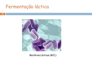 Fermentação láctica
22




               Bactérias Lácticas (M.E.)
 