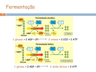 Fermentação
25




       1 glicose + 2 ADP + 2Pi    2 etanol + 2 CO2 + 2 ATP




        1 glicose + 2 ADP + 2Pi    2 ácido láctico + 2 ATP
 