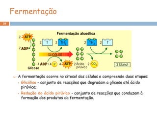 Fermentação
26




        A fermentação ocorre no citosol das células e compreende duas etapas:
            Glicólise - conjunto de reacções que degradam a glicose até ácido
             pirúvico;
            Redução do ácido pirúvico - conjunto de reacções que conduzem à
             formação dos produtos da fermentação.
 