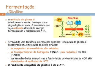 Fermentação
27
                Glicólise
            A molécula de glicose é
             quimicamente inerte; para que a sua
             degradação se inicie, é necessário que
             seja activada através da energia
             fornecida por 2 moléculas de ATP.



            Através de uma sequência de reacções químicas, 1 molécula de glicose é
             desdobrada em 2 moléculas de ácido pirúvico:
                 os compostos intermediários são oxidados,
                 os transportadores de hidrogénio T (NAD+) são reduzidos em TH2
                  (NADH),
                 por transferências energéticas e fosforilação de 4 moléculas de ADP, são
                  sintetizadas 4 moléculas de ATP.
            O rendimento energético da glicólise é de 2 ATP.
 