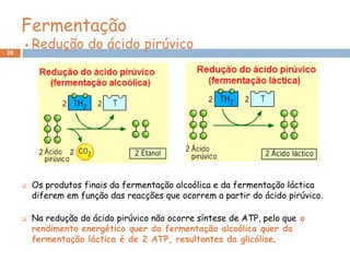 Fermentação
28
        Redução do ácido pirúvico




        Os produtos finais da fermentação alcoólica e da fermentação láctica
         diferem em função das reacções que ocorrem a partir do ácido pirúvico.

        Na redução do ácido pirúvico não ocorre síntese de ATP, pelo que o
         rendimento energético quer da fermentação alcoólica quer da
         fermentação láctica é de 2 ATP, resultantes da glicólise.
 