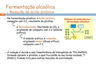 Fermentação alcoólica
29
            Redução do ácido pirúvico
        Na fermentação alcoólica, o ácido pirúvico,
         composto com 3 C, resultante da glicólise

                 é descarboxilado, libertando-se CO2 e
                 originando um composto com 2 C (aldeído
                 acético),

                       O aldeído acético, é reduzido,
                       originando etanol (álcool etílico),
                       composto com 2 C.


        A redução é devida a uma transferência de hidrogénios do TH2 (NADH)
         formado durante a glicólise, o qual fica então na sua forma oxidada, T
         (NAD+), ficando livre para outras reacções de oxirredução.
 