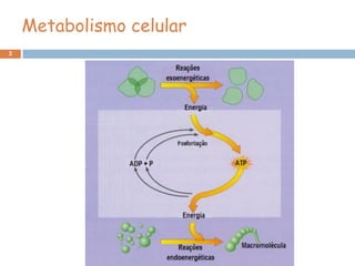Metabolismo celular
3
 