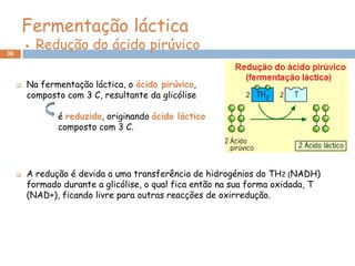 Fermentação láctica
30
            Redução do ácido pirúvico

        Na fermentação láctica, o ácido pirúvico,
         composto com 3 C, resultante da glicólise

                é reduzido, originando ácido láctico
                composto com 3 C.




        A redução é devida a uma transferência de hidrogénios do TH2 (NADH)
         formado durante a glicólise, o qual fica então na sua forma oxidada, T
         (NAD+), ficando livre para outras reacções de oxirredução.
 